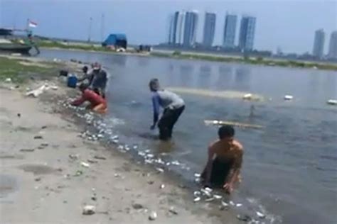 Heboh Fenomena Ribuan Ikan Naik Daratan Di Kepulauan Seribu