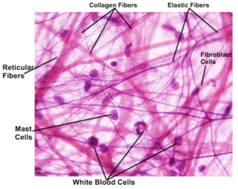 Labelled Diagram Of Areolar Connective Tissue