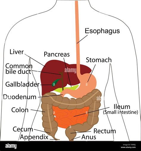 14 Diagram Of The Abdomen Vickysorrel