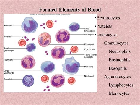 Anatomy 2 Blood Diagram Quizlet