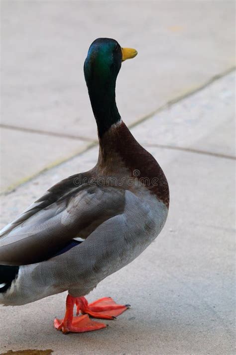 California Wildlife Series Male Mallard Duck Close Up Stock Image
