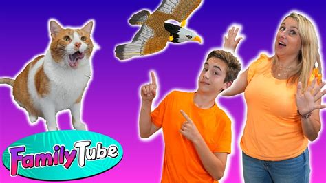 Gadgets De Internet Para Gatos Y Perros Youtube