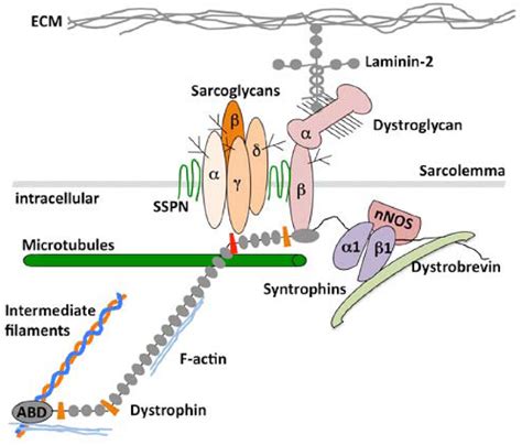 The Dystrophin Complex: Structure, Function, and Implications for ...