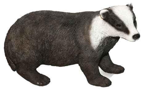 Badger Transparent Png All