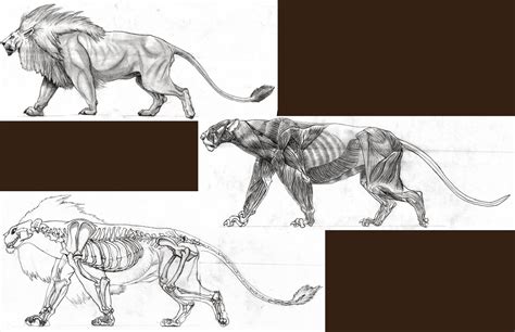 Creation : Lion Anatomy Breakdown