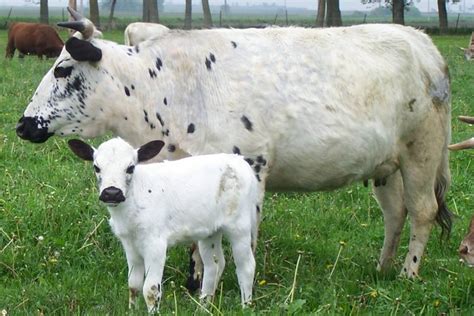 Pillard Miniature Cattle 2015 Mini Calves