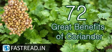 72 Great Benefits Of Coriander And Its Divine Medicinal Experiments