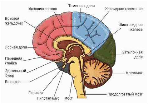 Біологія життя Тема Головний мозок функції та будова