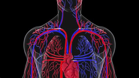 Circulatory System Animation Video