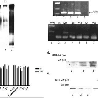 A Hela Cells Were Co Transfected With Pu A And The Empty Vector Pcdna