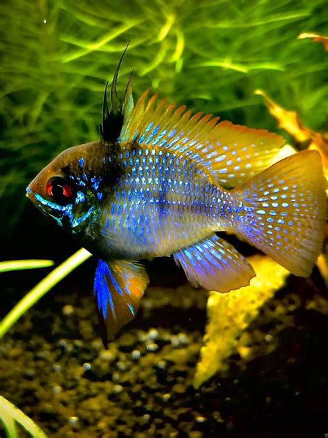 Exotic Freshwater Aquarium Fish 9