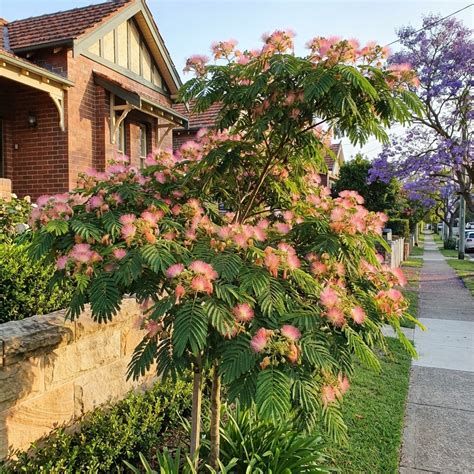 persian silk tree albizia julibrissin rosea buy  australia