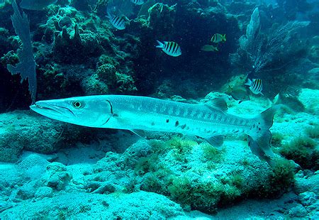 Great Barracudas ~ MarineBio Conservation Society