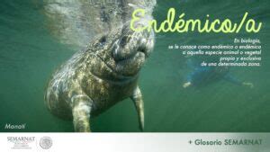 O Que Significa Endêmicos - ¿Qué Significa Endémico En Biología?