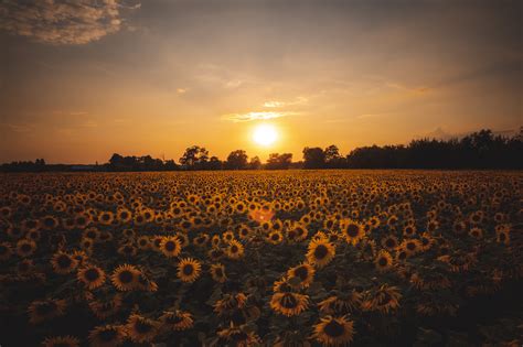 Sunflower land :: Behance