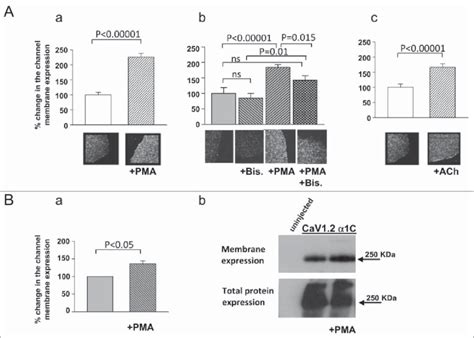 Plasma membrane expression of a 1C is upregulated by PKC. (A) Giant ...