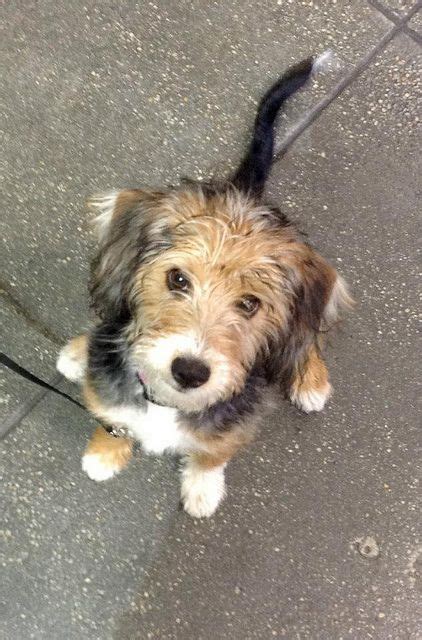 Muffin Terrier Poodle Mix At Puppy Class Cute ️ ️ Terrier Poodle