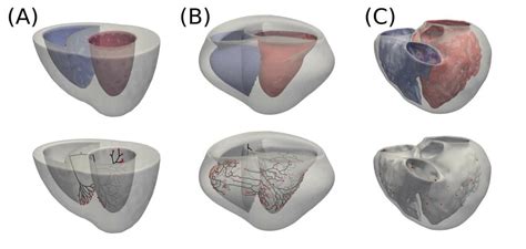 Biventricular Meshes Used During The Experiments Of The Present Work