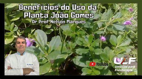 Benefícios do Uso da Planta João Gomes ou Beldroega Dr Prof Nelson