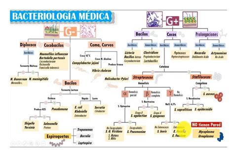 Bacteriología médica Sabri Vitale uDocz