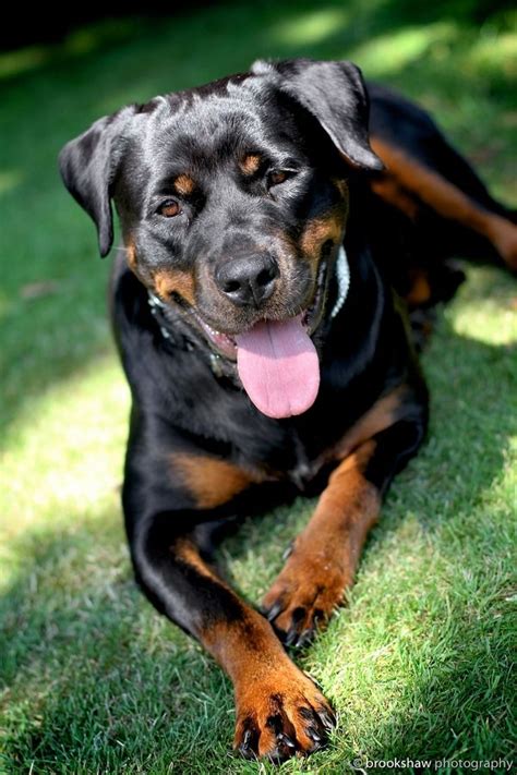 25 Best Ideas About Rottweiler Lab Mixes On Pinterest Rottweiler