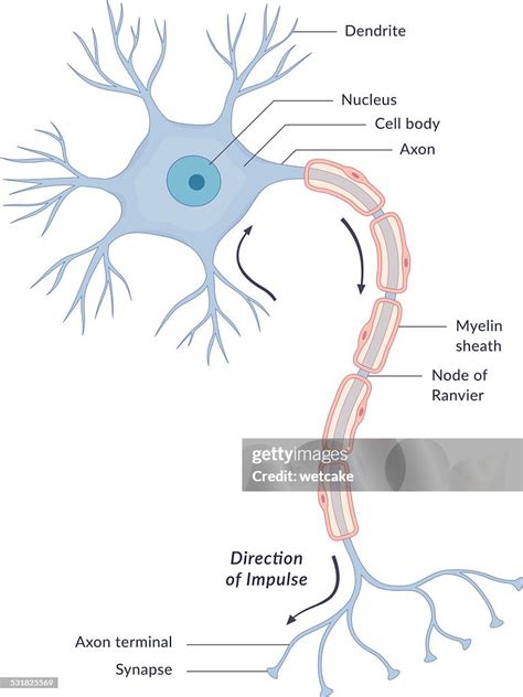 Neuron Diagram Synapse