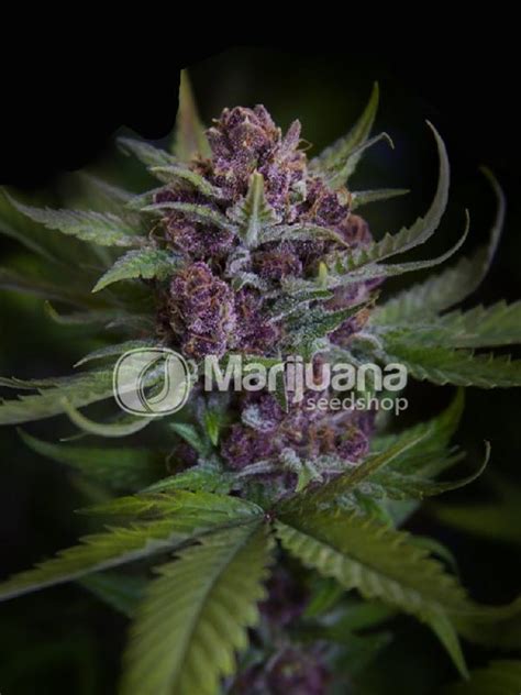 Buy Purple Power Seeds at the best price!