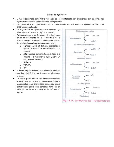 Sintesis De Trigliceridos S Ntesis De Triglic Ridos El H Gado