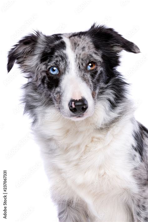 Foto De Blue Merle Border Collie Do Stock Adobe Stock