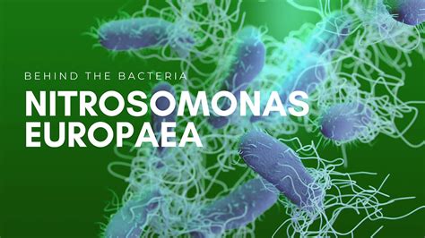 Nitrosomonas Europaea