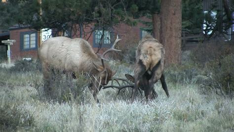 Bull Elk Fighting During The Rut Stock Footage Video 3130282 - Shutterstock