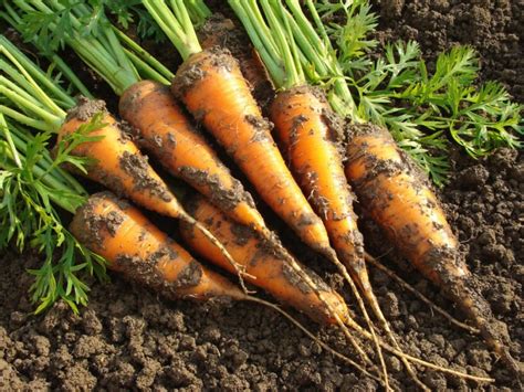 The Best Garden Soil for Growing Carrots | Weed-A-Way Lawn Care