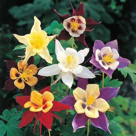 How To Grow Columbine Watters Garden Center