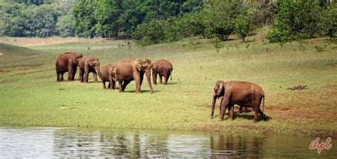 Periyar National Park Kerala | Opening Time | Safari Timing | IHPL