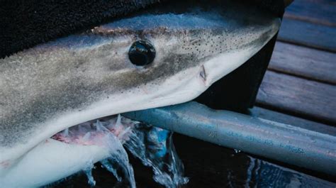 Great White Sharks In Nova Scotia May Hold Key To Species Secrets Cbc News