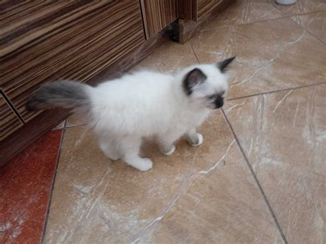 Kotka Ragdoll Gotowa Do Odbioru S Odka Wroc Aw Fabryczna Olx Pl