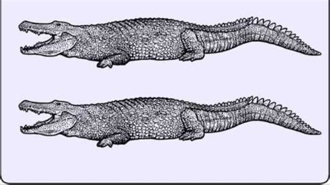 Il Test Del Coccodrillo Diverso Solo I Pi Intelligenti Riescono A Vederlo