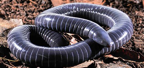 Life Cycle Of A Caecilian