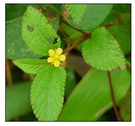 Saluyot, Corchorus aestuans, JUTE, EAST INDIAN MALLOW / Alternative Medicine