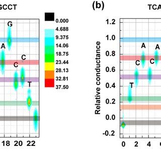 Whole Base Sequence Determination Of Single Stranded DNA Containing FTD