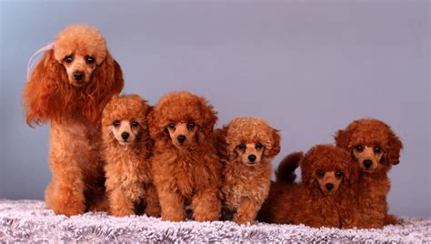 Éleveur de chiots Caniche Toy Élevage de la Closeraie du Frêne Ile