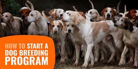 How to Start a Dog Breeding Program? — Contents, Feedback & Health