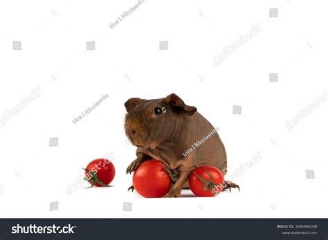 Naked Guinea Pig Posing Next Tomato Stock Photo Shutterstock