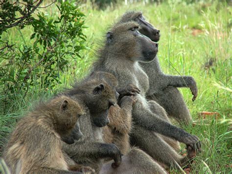 Chacma Baboon Troop 1 Stock Photo - Download Image Now - Affectionate ...