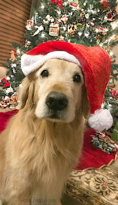 Golden Retriever Ti: No, I was not peeking at the Christmas Presents ...