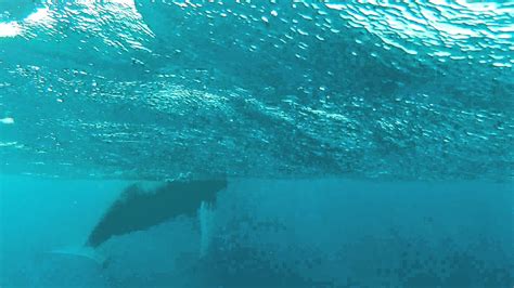 Humpback Whale Encounter January 30 2012 At Salt Cay Turks And Caicos