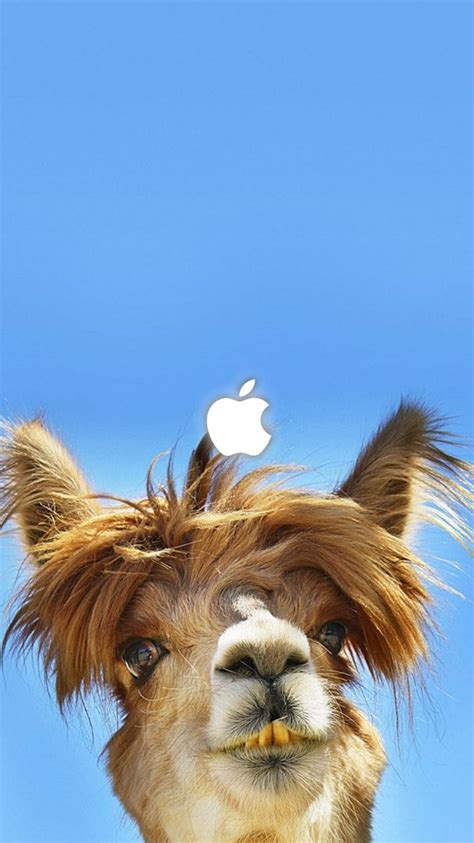 صور جمل مضحكة خلفيات جمل نكت 2025 Funny Camel Wallpapers صقور الإبدآع