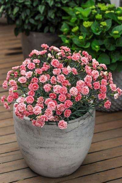 Dianthus Sugar Plum Coral