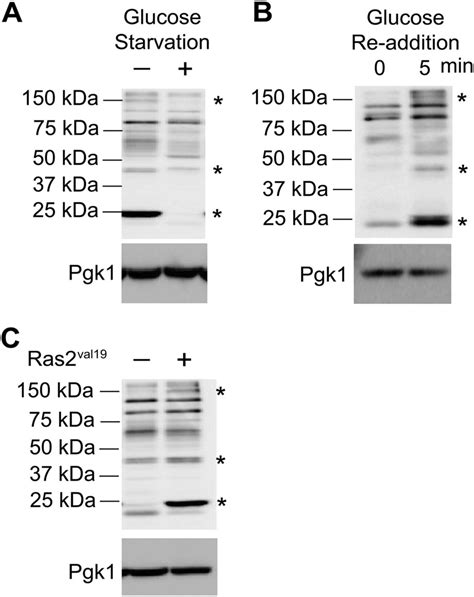 Characterization Of Anti Phospho Pka Substrate Antibody A Wild Type