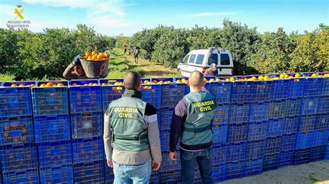 Detenidas 14 Personas Por El Robo De Más De 120000 Kilos De Naranjas